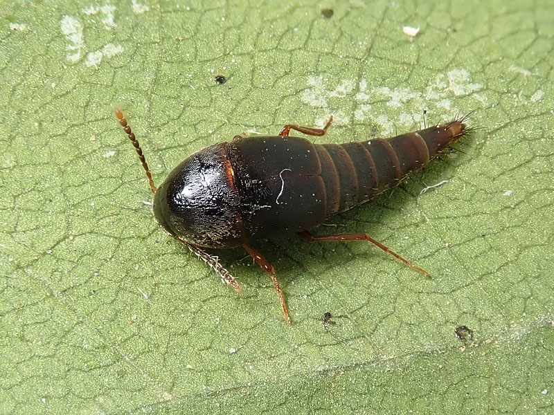 Staphylinidae Tachiporinae: Sepedophilus sp.